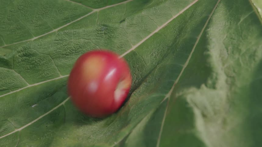 Apple rolling on leaf