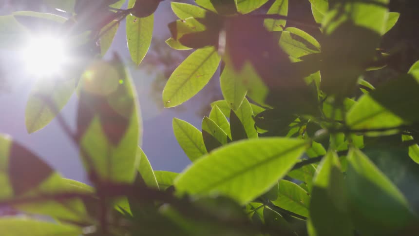 Sun light shining through the leaves of a plant