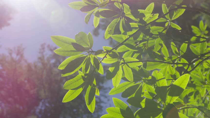The sun is shining on the leaves of the tree