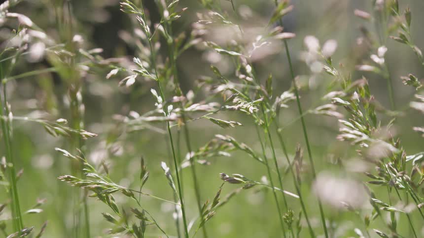 Grass in a field