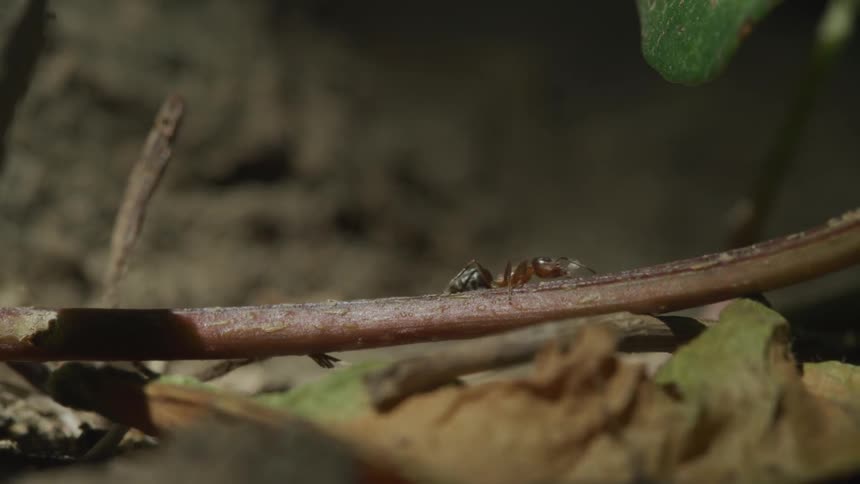 An ant is crawling up a tree branch
