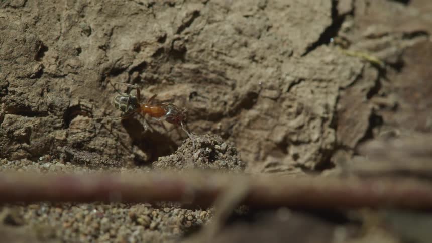 An ant moves across a patch of dirt