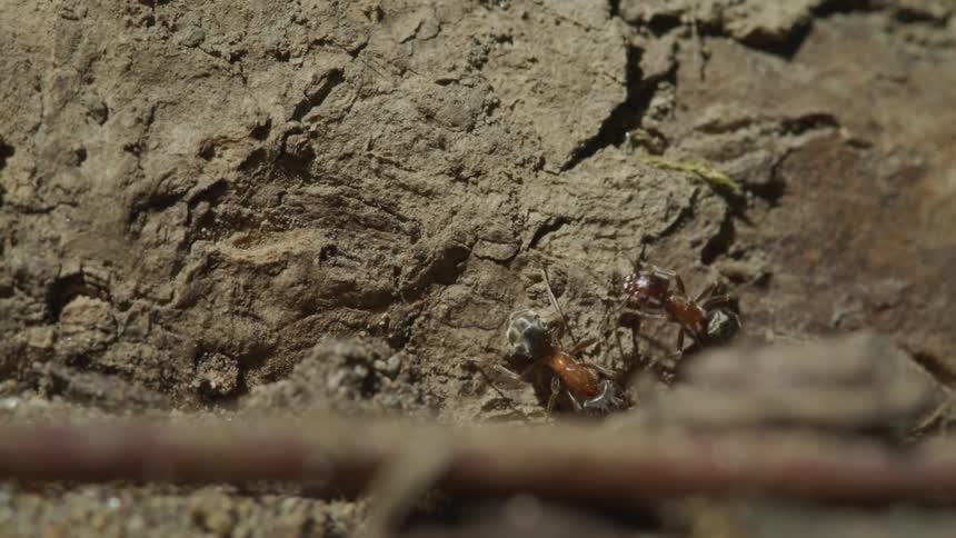 Ants crawl on a log