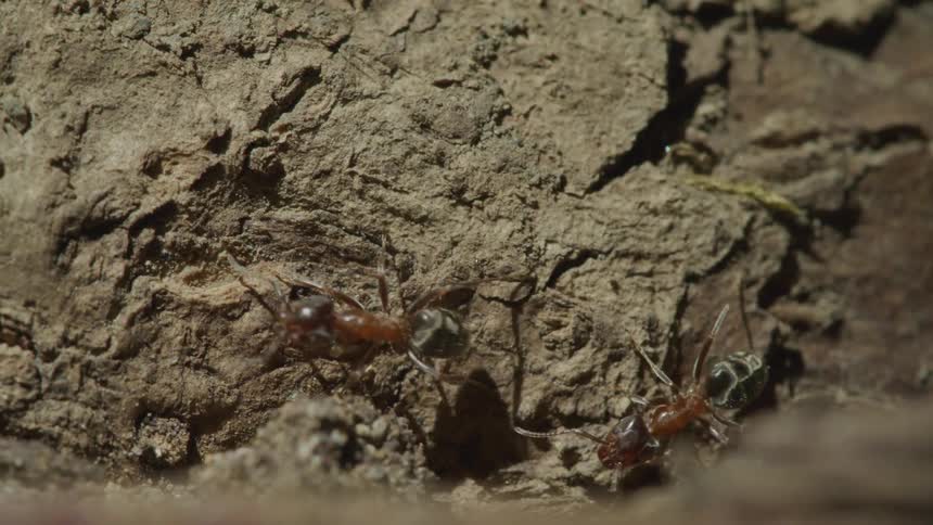 Couple of ants walking over a log