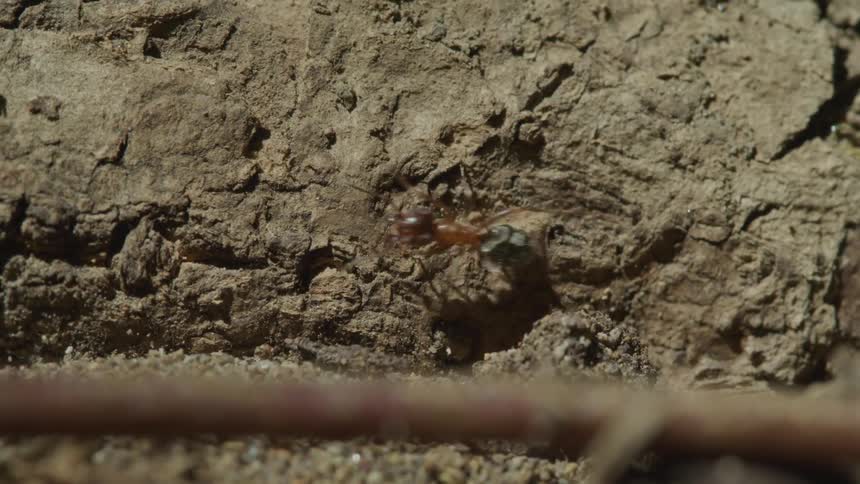 Ant walks on the rock during daylight