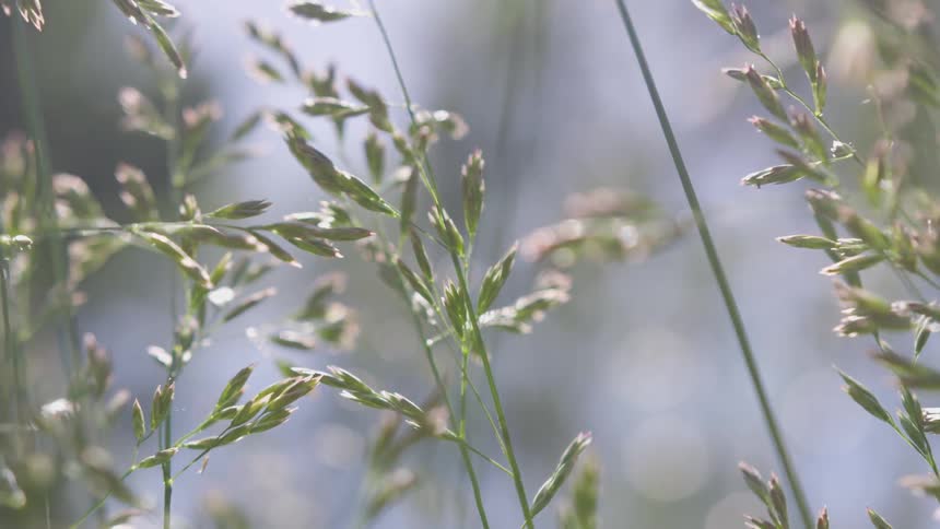 Grass flowers sway in the breeze