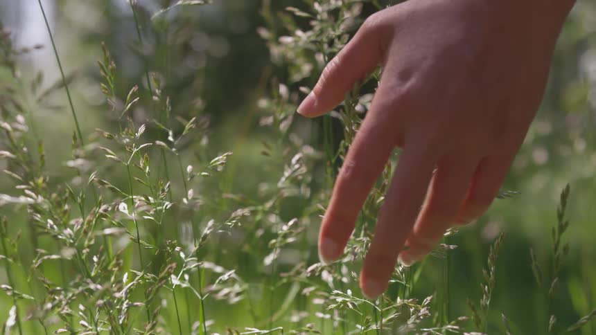 Woman touches seed covered stalks outdoors