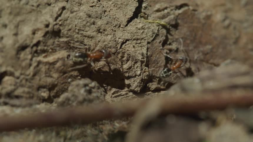 Ants walk on the rock during daylight