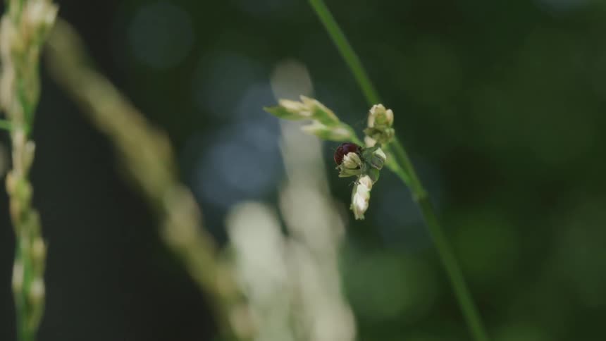 An insect on the end of a flower bud blowing in the breeze