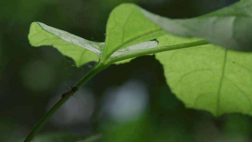 Ant climbing down a stem of a leaf