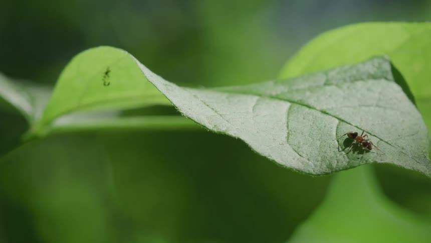 Red ant walks toward edge of leaf
