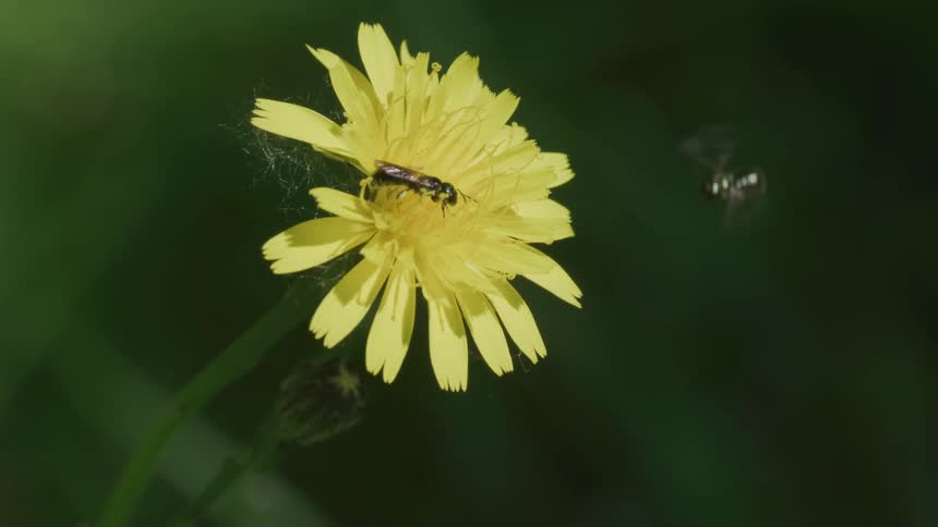 Wasps crawl and hover around yellow flower outside in the sunshine