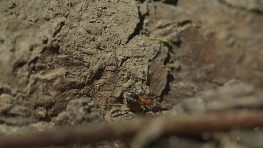 An ant crawls across a log