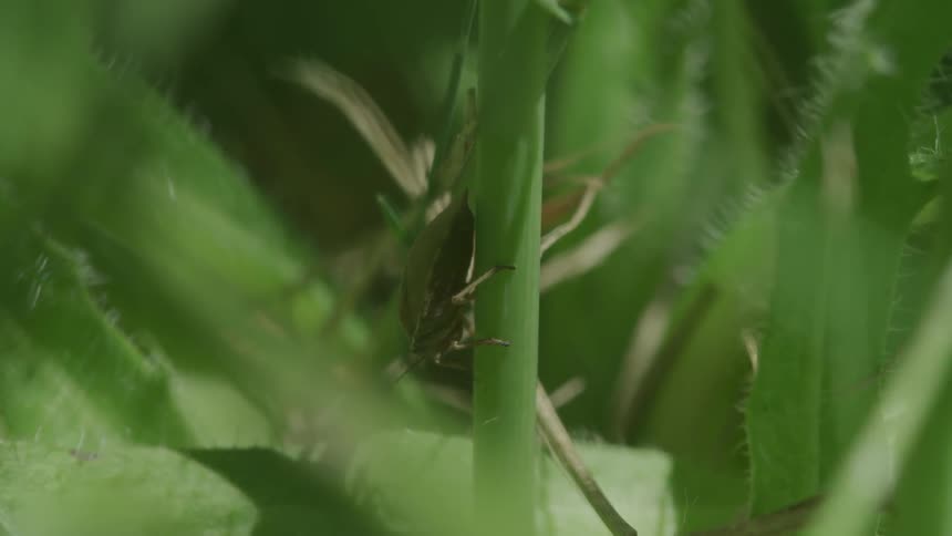 An insect crawls along the stalk of a plant