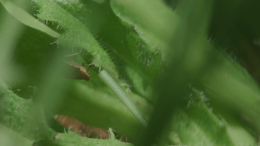 Brown stink bug falls over while crawling on a leaf on a sunny day