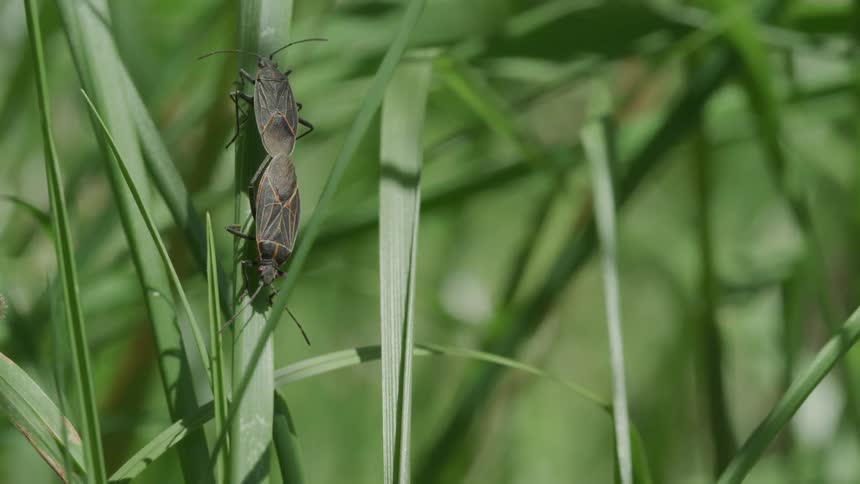 Two bugs crawl on a blade of grass