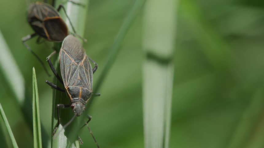 Two bugs sit on a blade of grass