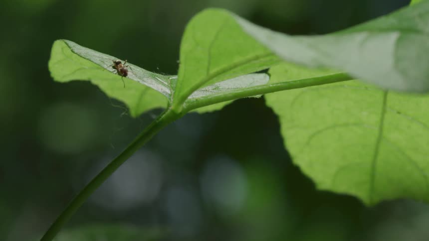 An ant walking on a leaf at daytime