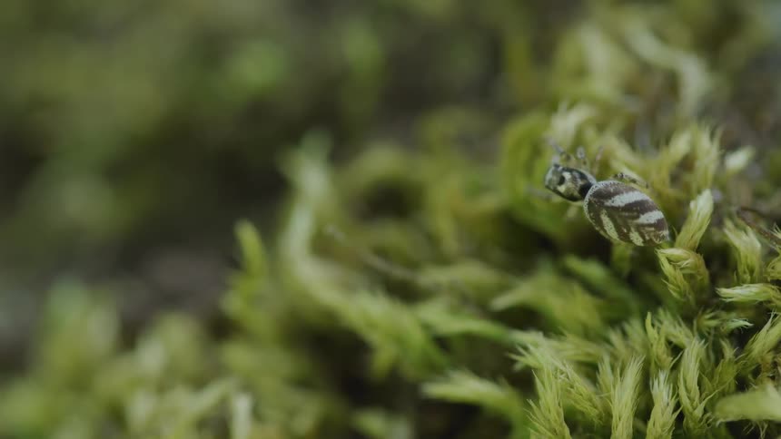A bug walks and climbs on a green grassy plant