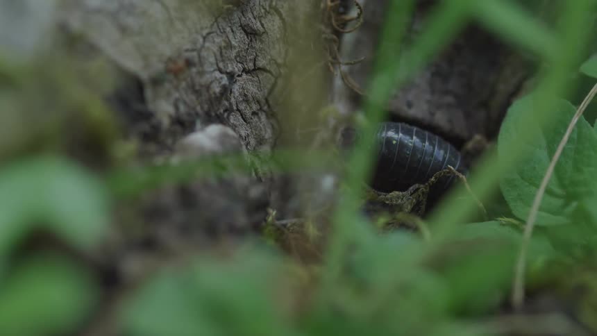 A beetle walks on the bark of a tree