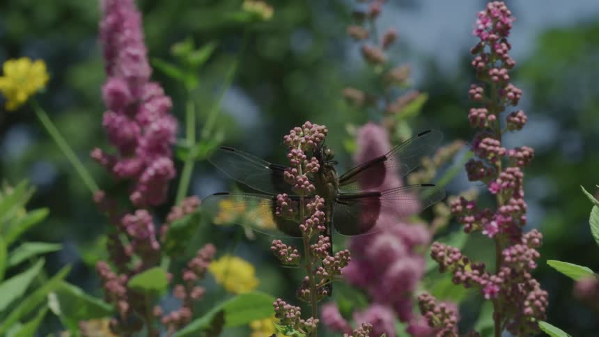 An insect flying off of a pink flower