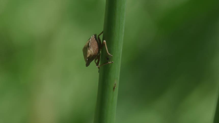 A beetle on a stem of a plant