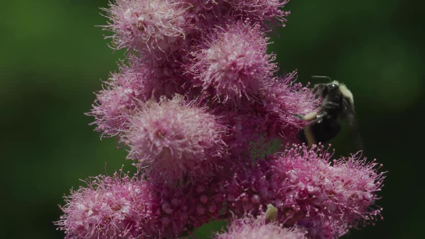 A bumblebee searches for pollen in a pink flower