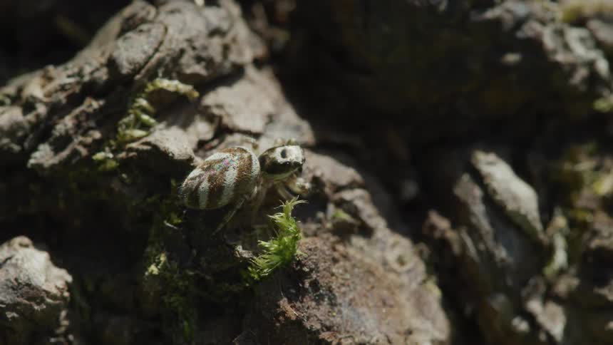 An insect crawls across a rock