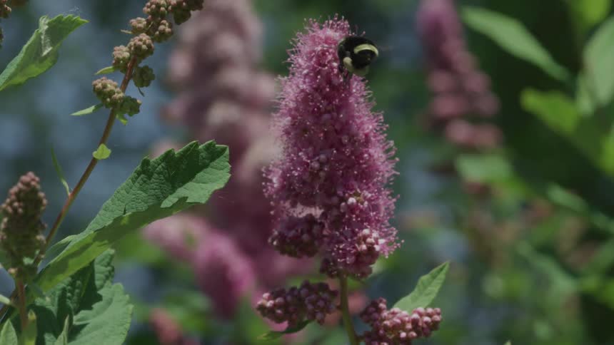 A bee is pollinating a flower outdoors