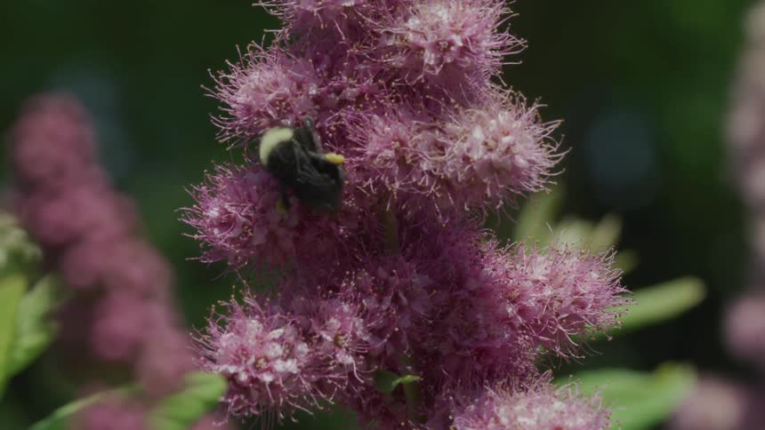 A purple flower moves in a gentle breeze while a bumble bee scrambles over its blooms