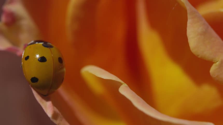 Ladybug resting on a flower petal