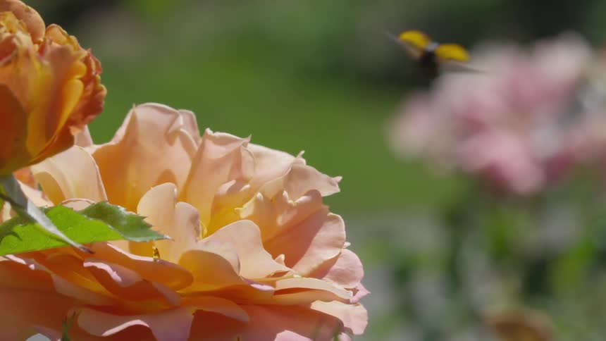 Yellow ladybug flies away from peach colored rose