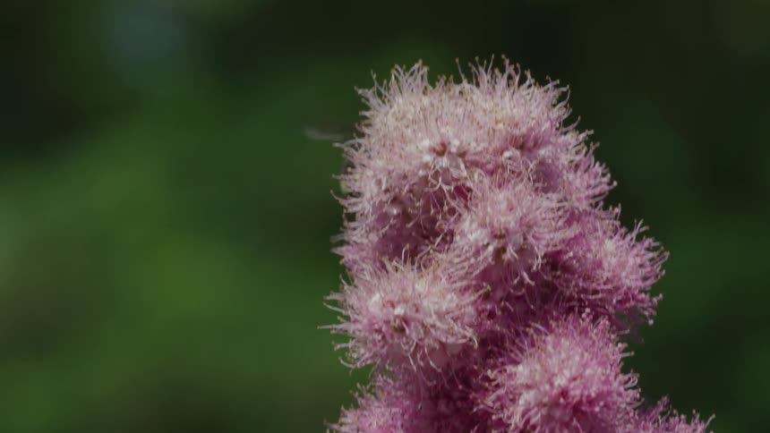 A bee flys around a flower and lands on it