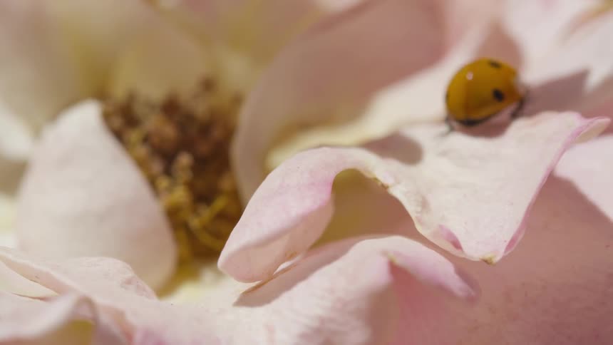 Yellow ladybug walking across white petals of a flower