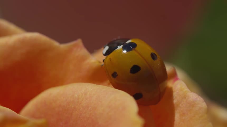 A ladybug sitting on an orange flower petal that is moving in the breeze