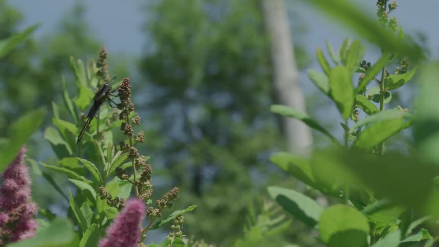 A large insect rests on a long stalk of flowers
