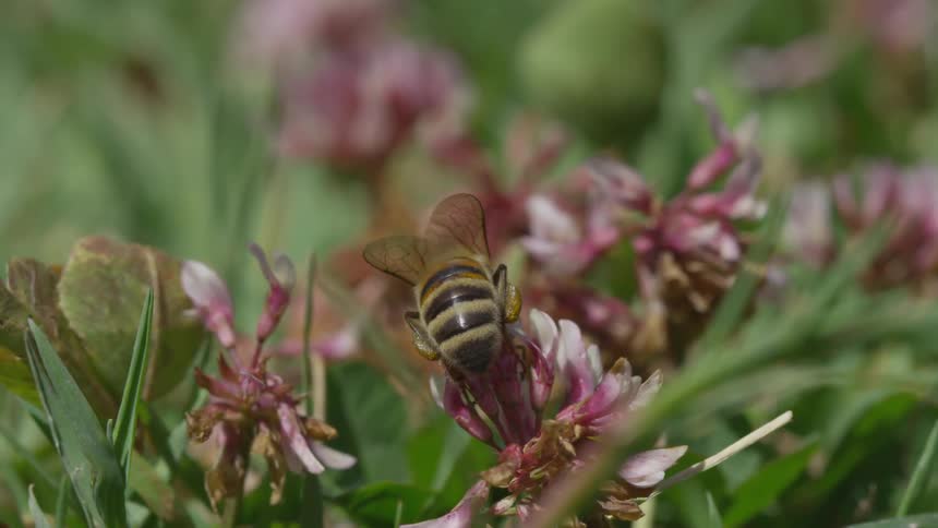 A bee is on top of a flower