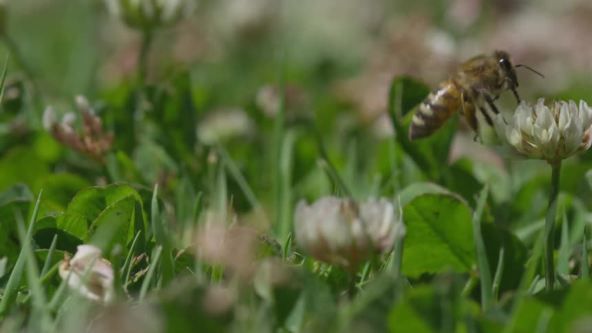 A bee climbs on to a flower