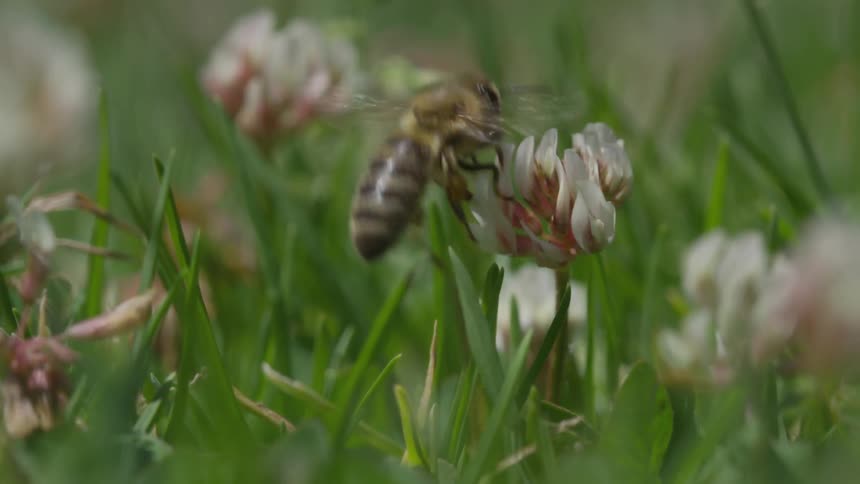 A bee flies from the flower