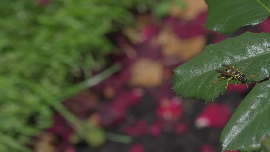 An insect crawls from one leaf to another then flies away