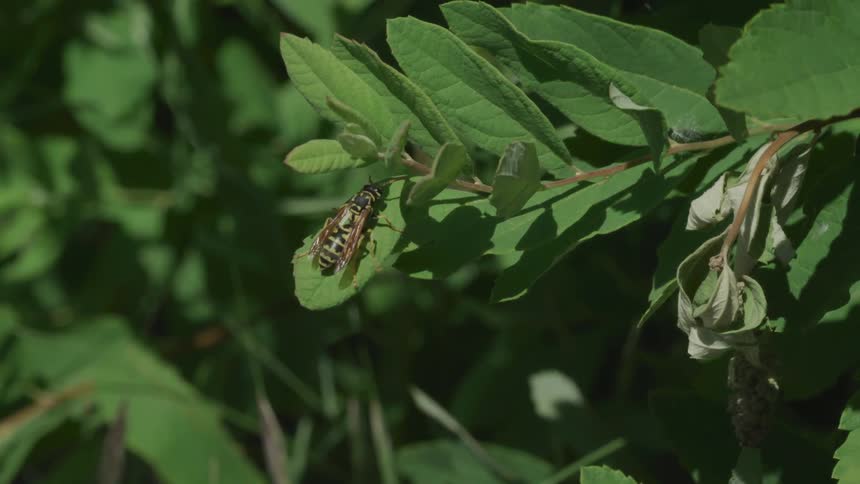 A wasp spreads its wings on a leaf