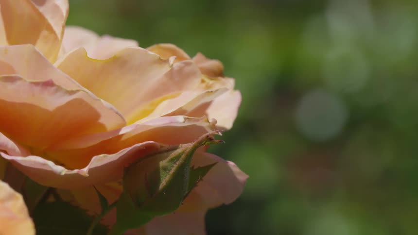 An insect flies from pink flower petals