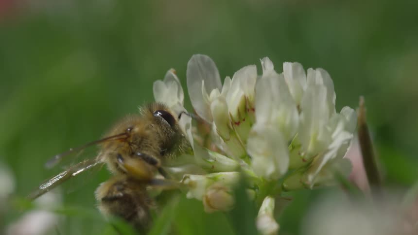 A bee collects pollen from a small wildflower