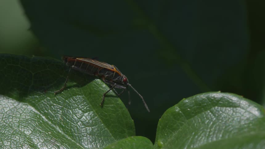 Lightning bug on a leaf