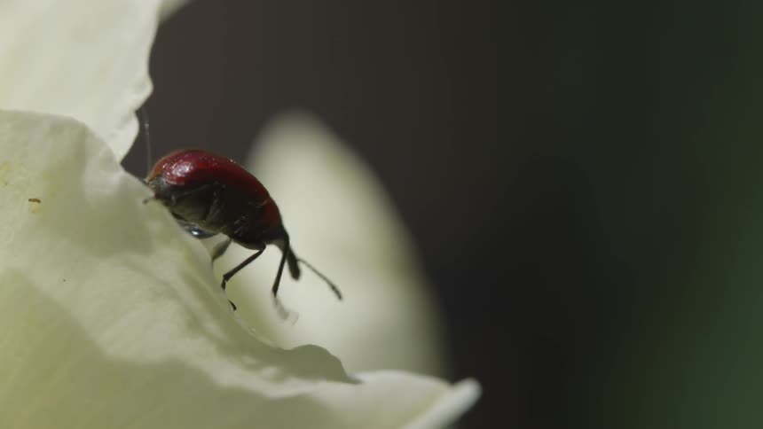 A red winged beetle walks on a white flower