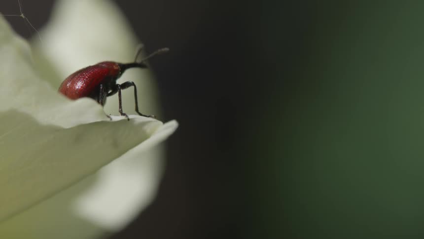 A small red bug is on the flower petal