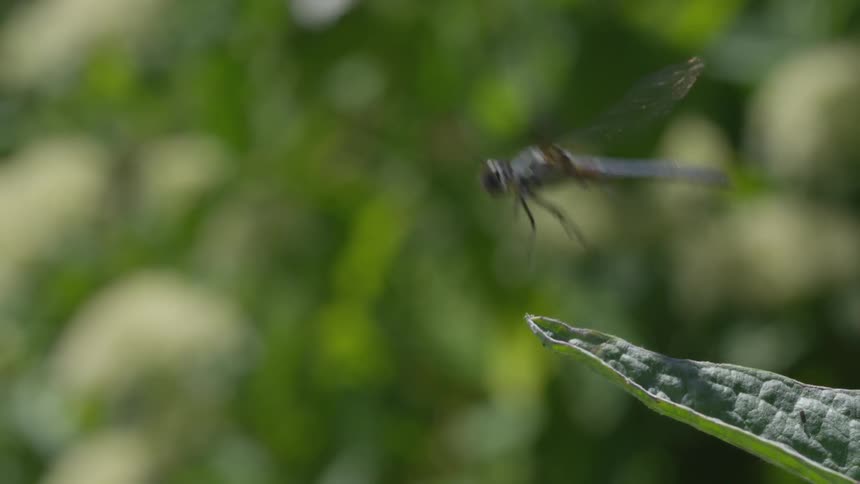 A close up view of a flying dragonfly