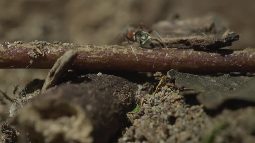 An ant climbs up and over a stick on the ground