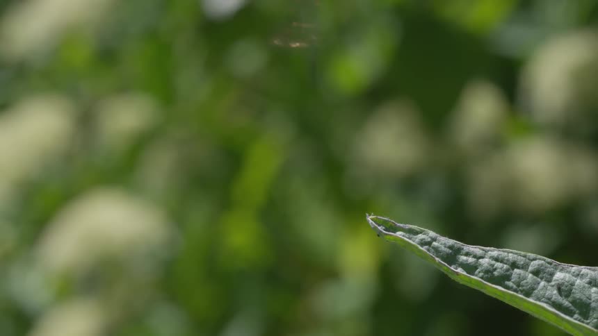 A blue dragonfly is resting on a leaf flies off and returns