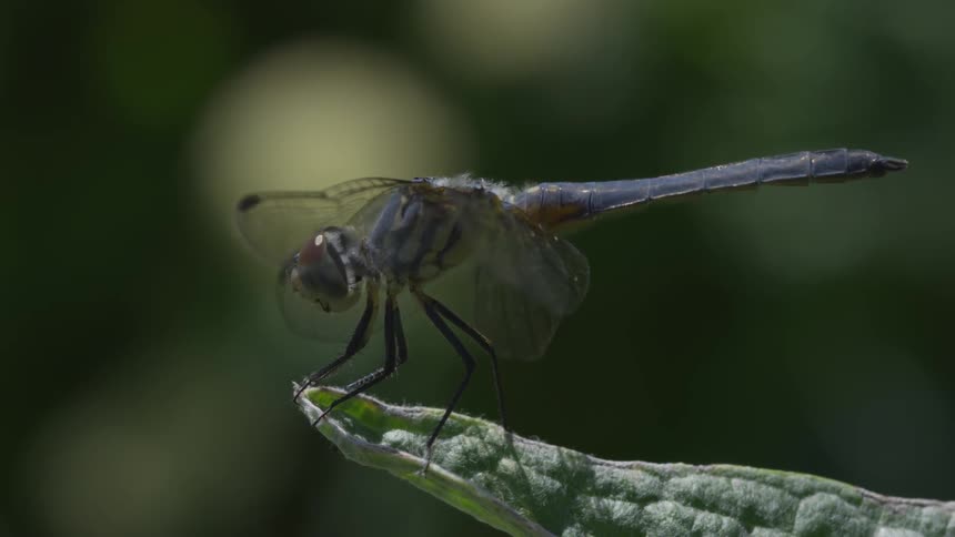 A dragonfly sits on a green leaf